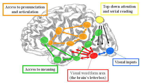 The Brain’s Letterbox